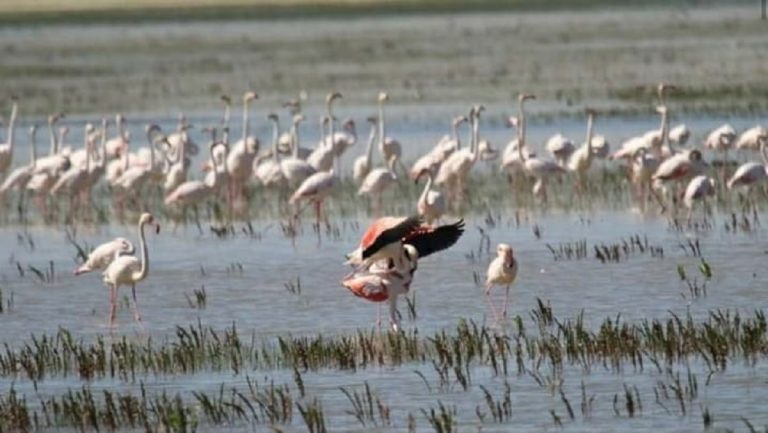 los flamencos se reproducen