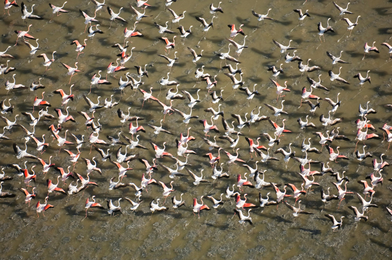 Flamencos en el Parque de Do&ntilde;ana