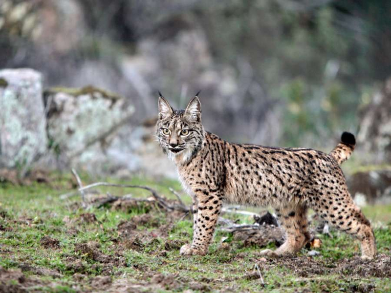 Lince ibérico en Doñana