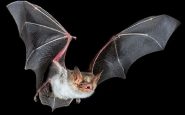 nipah