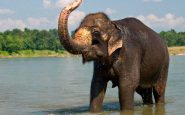 Elefante adulto