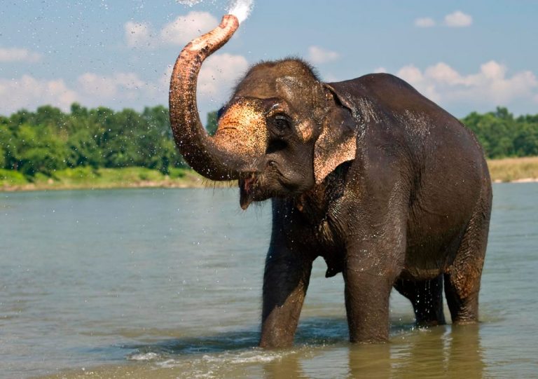 Elefante adulto