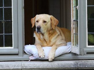 enfermo coronavirus ladridos perro