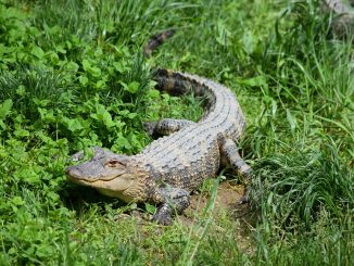 caiman
