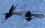 mosquitos