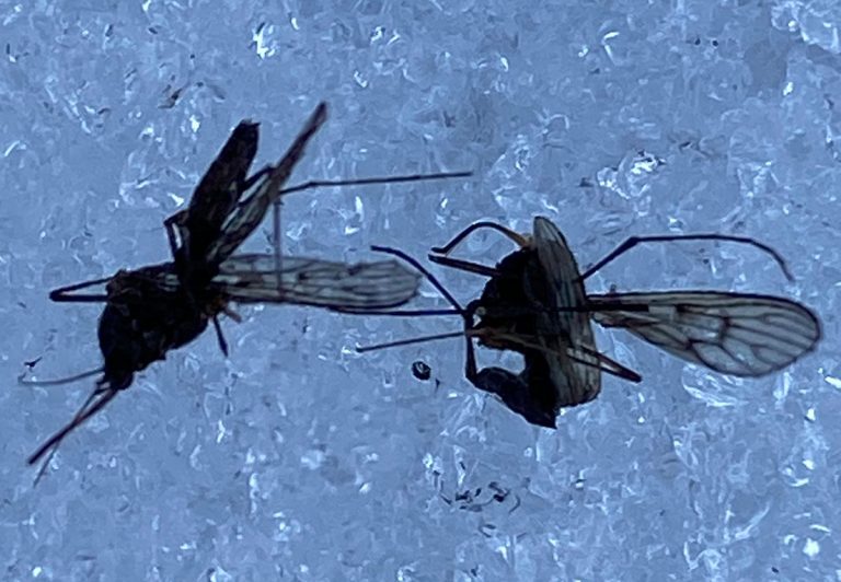 mosquitos