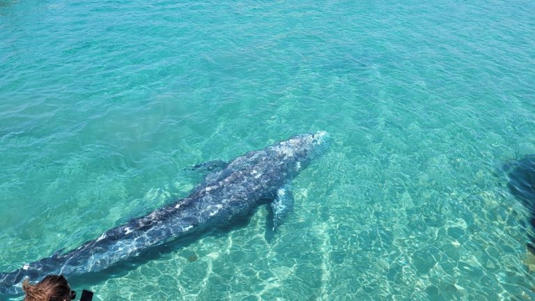 Una ballena gris en la costa de Mallorca