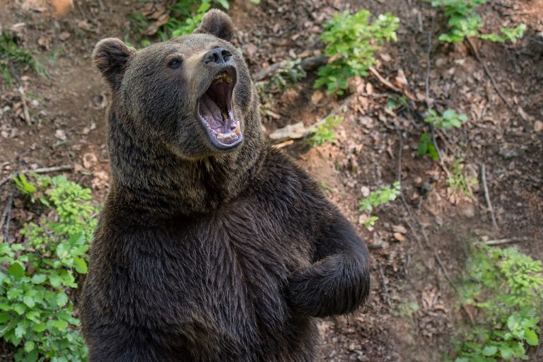 Asturias ataque oso