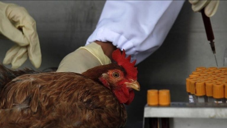 Veterinarios examinando a una gallina