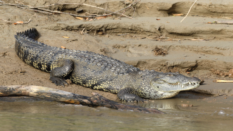 México Cocodrilo