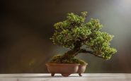arboles bonsai