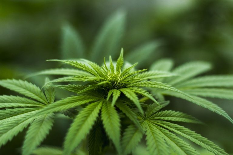 cannabis Alemania