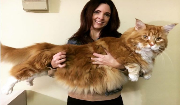 gato más largo del mundo