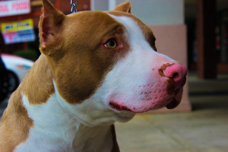 pitbull en peleas clandestinas
