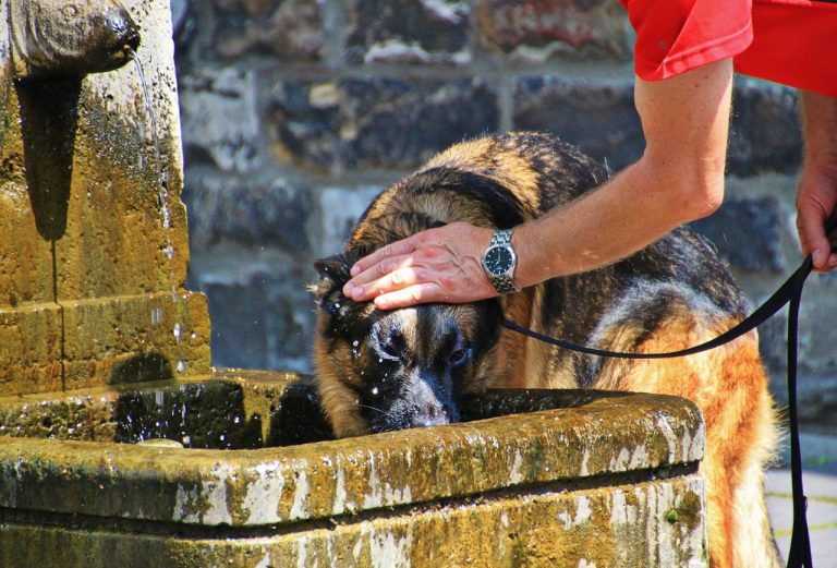 golpes de calor perros