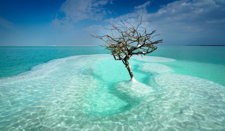 árbol mar muerto