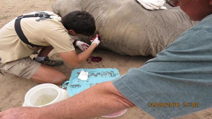 elefante bala cr&aacute;neo