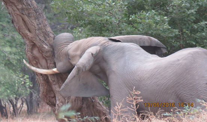 elefante bala