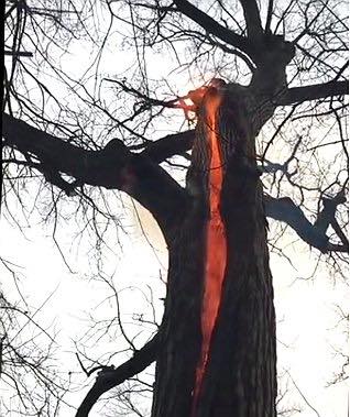 &aacute;rbol del diablo ohio
