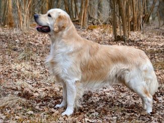 golden retriver