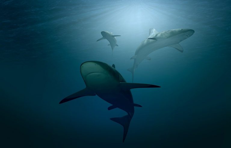 tiburón atacó niño