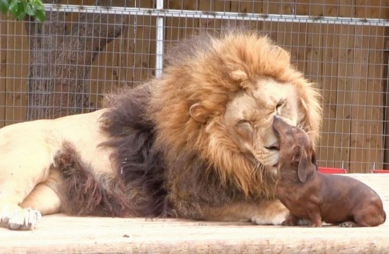 muere selfi león india