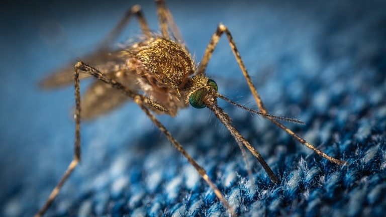 remedios mosquitos