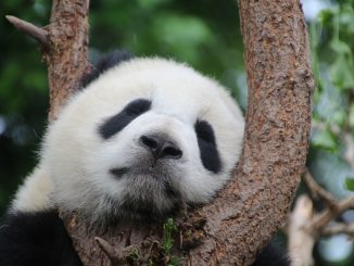 oso panda en peligro de extincion