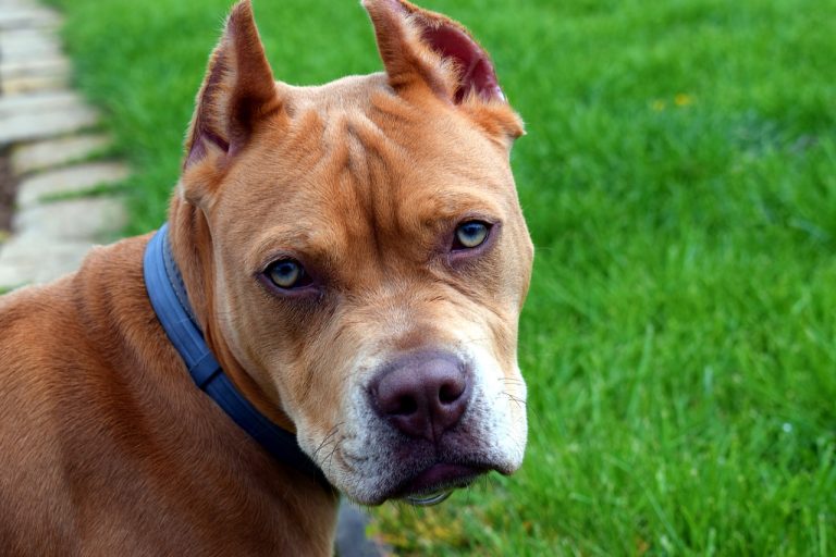 pitbull mata anciana
