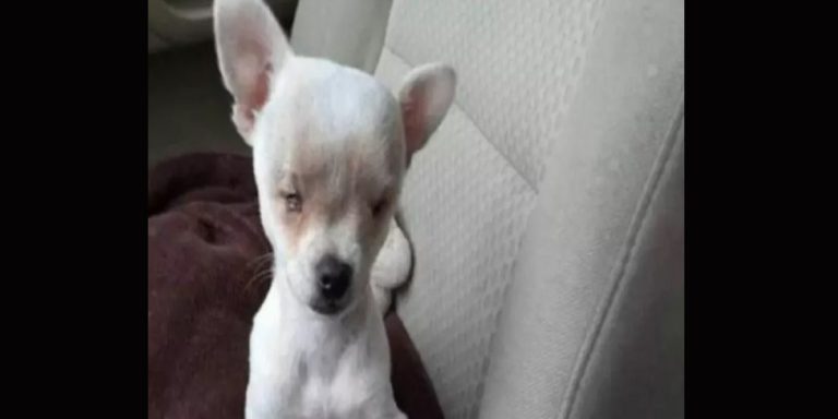 adoptan chihuahua sin ojos