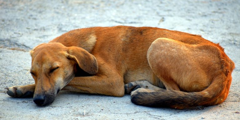 perro devorado por mosca tumbu