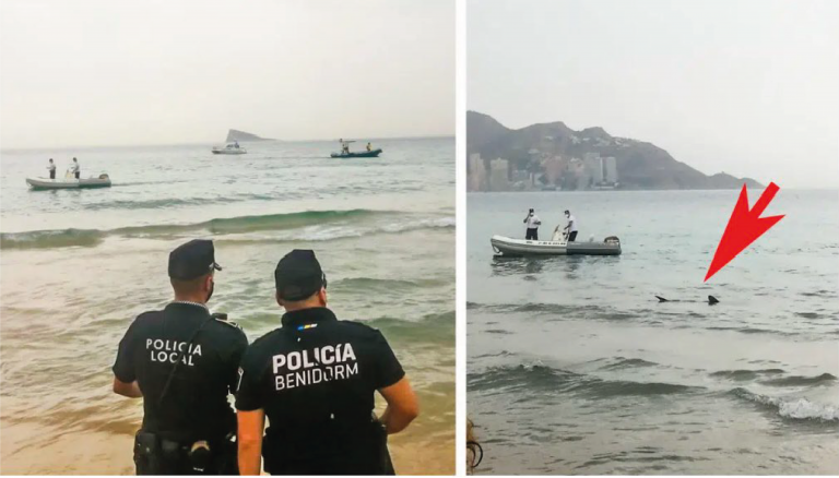 Benidorm Tiburón