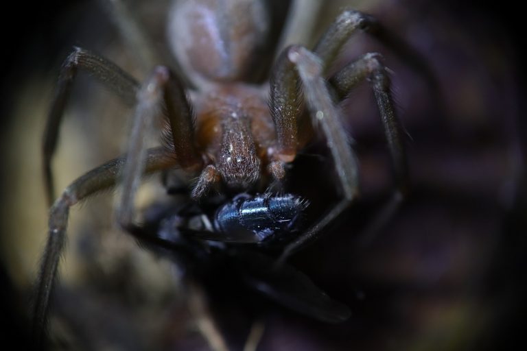 picadura araña ibiza