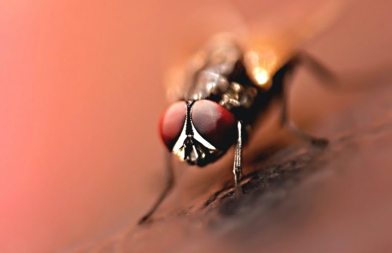 Plaga de mosca negra en España