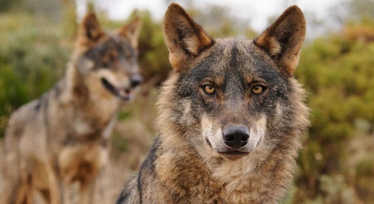 Caza del lobo y las Comunidades
