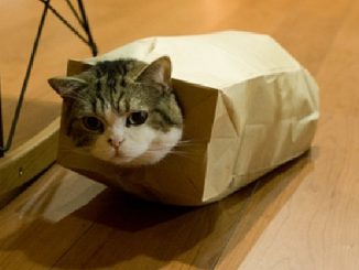 maru records