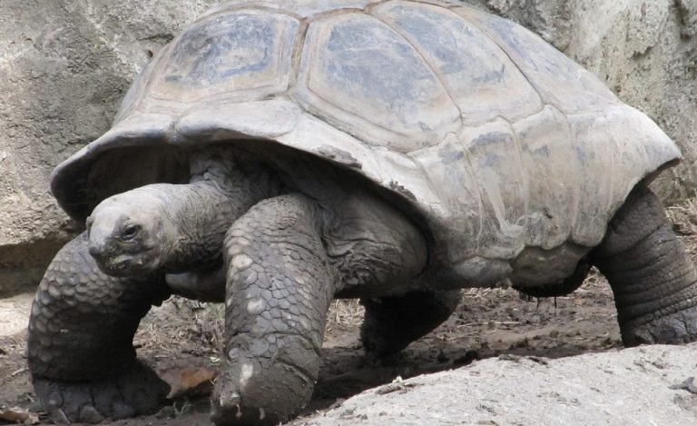 Tortuga aeropuerto Japón