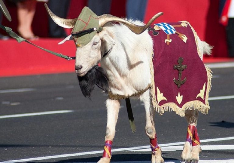 Legión, cabra