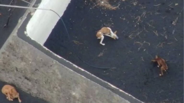 perros-rescatar-la-palma-desaparecido