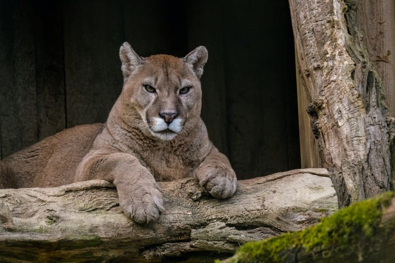 Puma de California