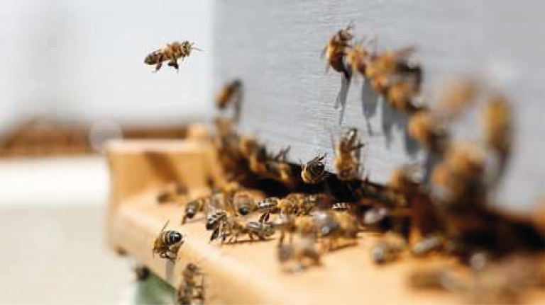 Volcán La Palma abejas rescatadas