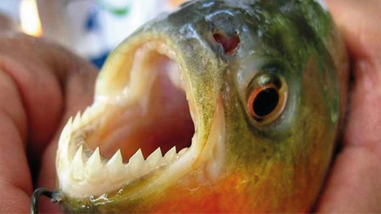Argentina peces carnívoros