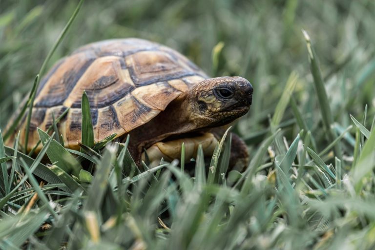 de tortuga
