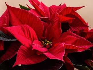 flor-pascua-navidad-origen