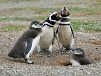 pingüinos