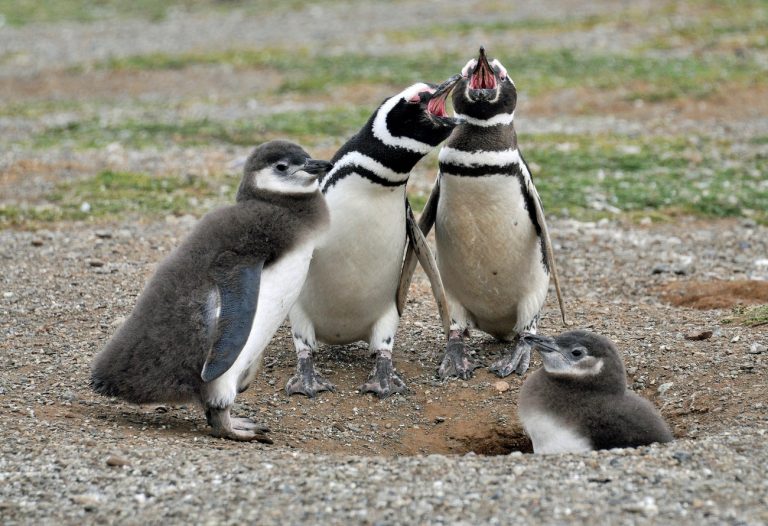 pingüinos