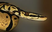 serpiente-muerde-cara-maeta