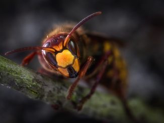 avispas Pedregalejo