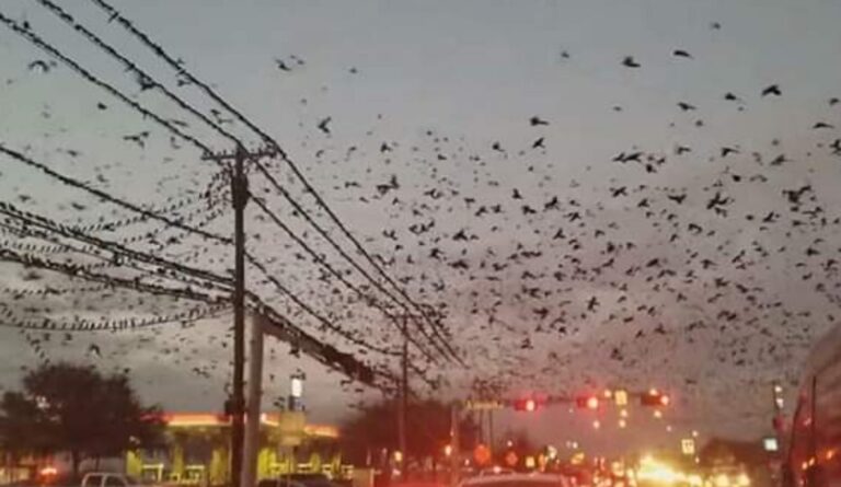 pájaros terremoto Turquía