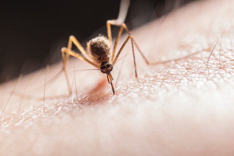 plaga mosquitos